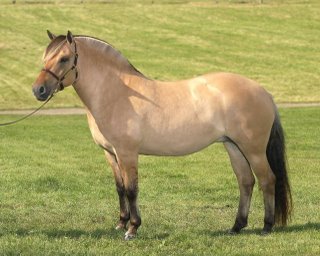 Fjord horse