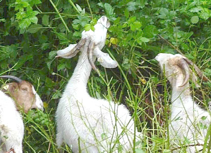 the cubs