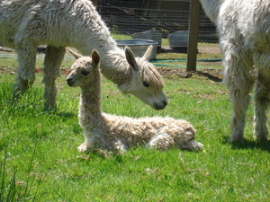 alpacas